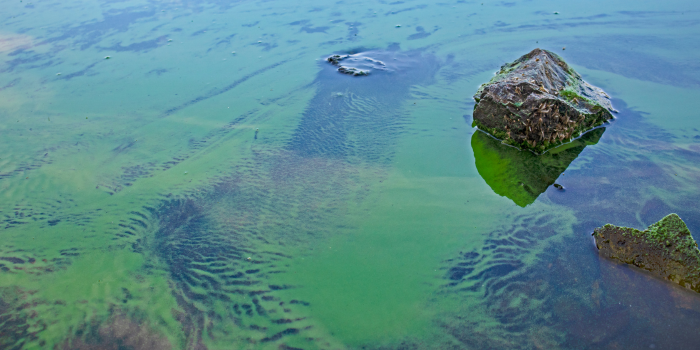 Blaualgen im Wasser