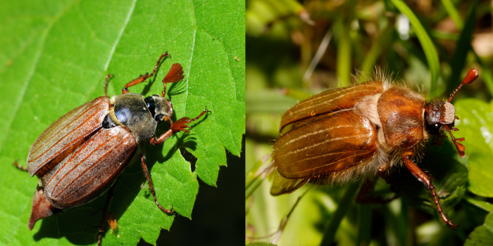Links der Maikäfer, rechts der Junikäfer