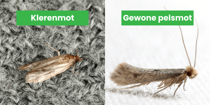 Kleidermotte und Pelzmotte