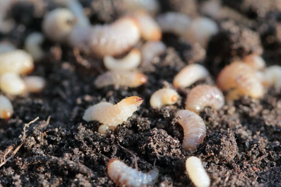 Larven des Dickmaulrüsslers bekämpfen