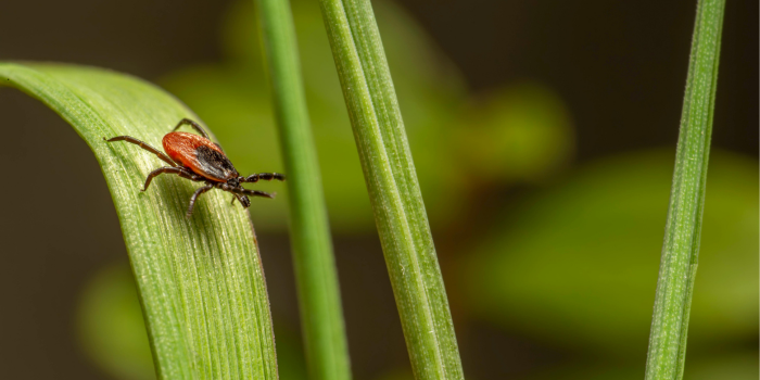 Zecken im Gras bekämpfen
