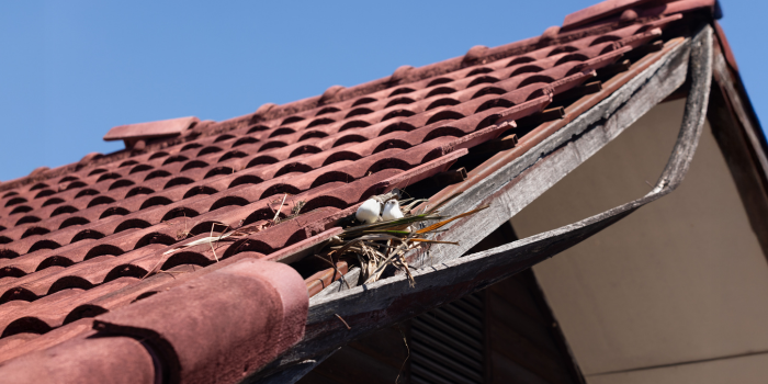 Vogelnest in der Dachrinne