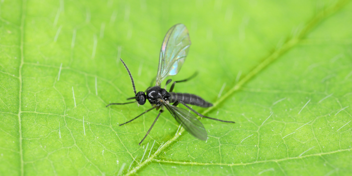 Trauermücke auf einem Blatt