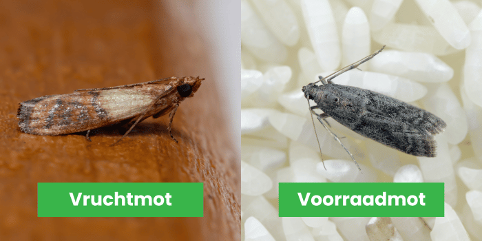 Unterschied zwischen Dörrobstmotte und Vorratsmotte